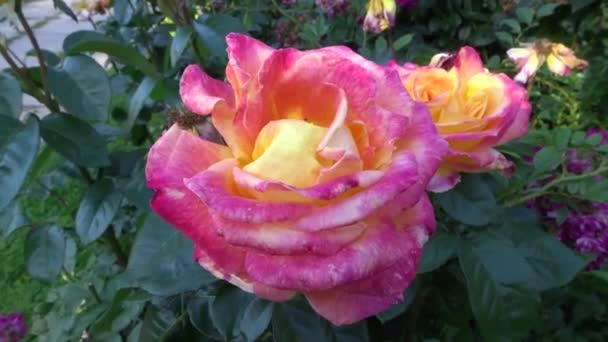 Grote roze gele oranje roos in de wind op een wazige achtergrond. — Stockvideo