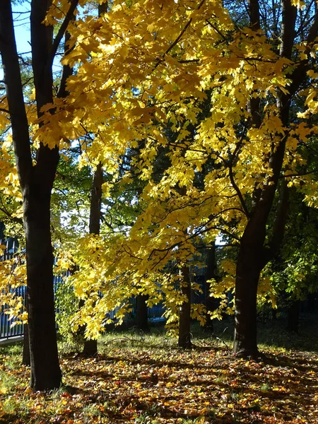 Желтые Клёны Осеннем Лесу Размытом Фоне Высокое Качество Фото — стоковое фото