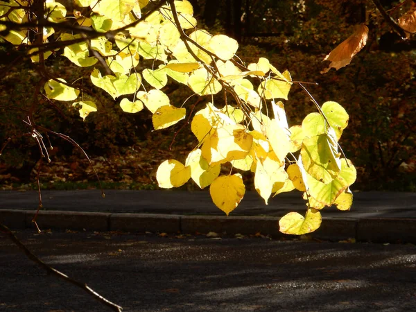 Zweig Mit Gelben Herbstlindenblättern Auf Verschwommenem Hintergrund Hochwertiges Foto — Stockfoto
