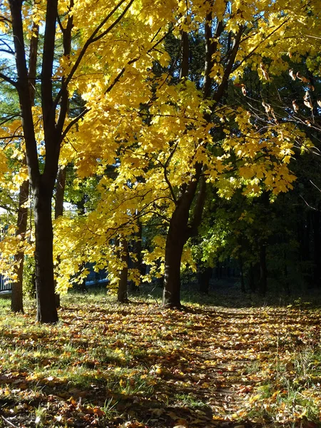 Žluté Javory Podzimním Lese Rozmazaném Pozadí Kvalitní Fotografie — Stock fotografie
