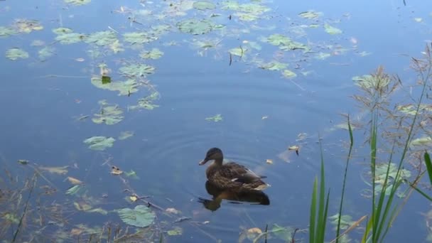Petit canard nettoie les plumes sur l'étang, qui reflète le ciel. — Video