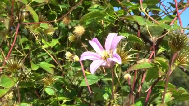 Flores de color rosa clematis se balancean en el viento contra el cielo. — Vídeo de stock