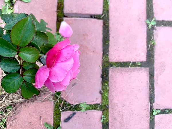Rosa Brillante Contra Pavimento Rosa Espacio Copia Foto Alta Calidad — Foto de Stock
