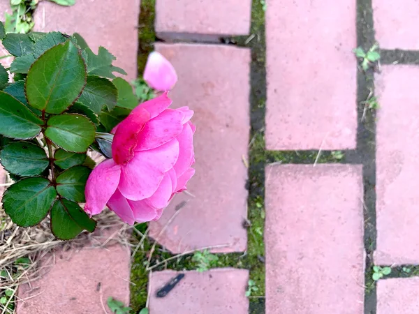 Rosa Brillante Rosa Contro Marciapiede Rosa Spazio Copia Foto Alta — Foto Stock