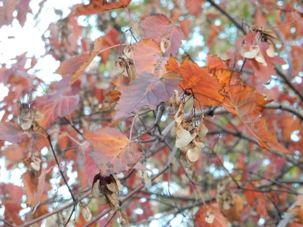 Hojas Arce Otoño Rojo Semillas Contra Cielo Enfoque Selectivo Foto — Foto de Stock