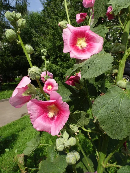 Fiori Rosa Malva Uno Sfondo Verde Sfocato Foto Alta Qualità — Foto Stock