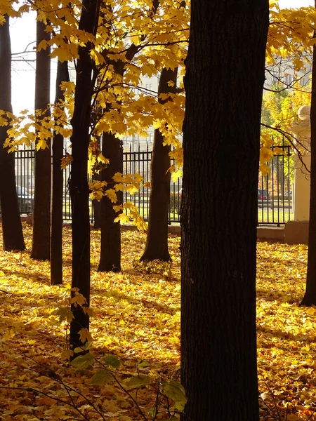 Ramas Arce Color Amarillo Brillante Otoño Luz Del Sol Sombra —  Fotos de Stock