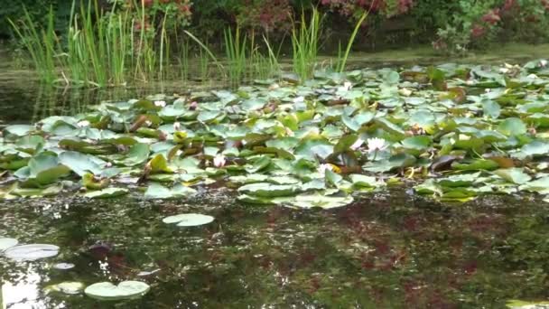반사 작용이 있는 작은 연못에 자라는 수련의 가을 꽃. — 비디오