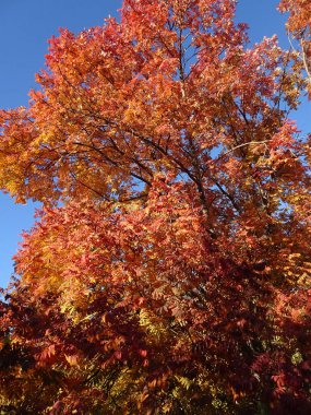 Gökyüzünün arka planında parlak kırmızı ve sarı sonbahar yaprakları, orman sonbahar arka planında. Yüksek kalite fotoğraf