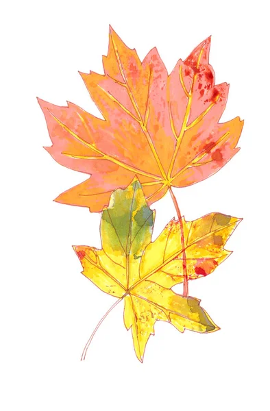 Conjunto Hojas Arce Acuarela Otoño Sobre Fondo Blanco Ilustración Alta — Foto de Stock