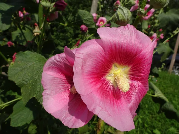 Fiori Rosa Malva Uno Sfondo Verde Sfocato Foto Alta Qualità — Foto Stock