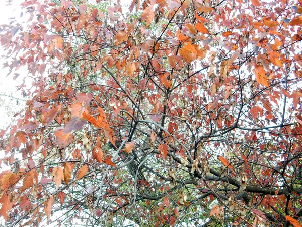 Κόκκινα Φύλλα Σφενδάμου Του Φθινοπώρου Και Σπόροι Ενάντια Στον Ουρανό — Φωτογραφία Αρχείου