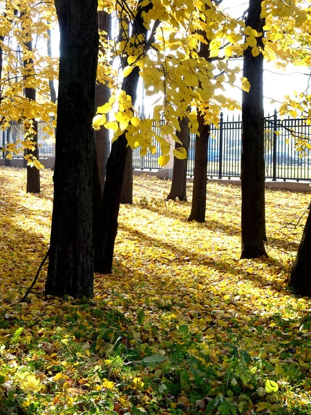 公園や鋳鉄製フェンスの背景のぼやけた背景に太陽と影の中でカエデの明るい黄色の秋の枝 高品質の写真 — ストック写真