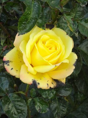 Bulanık yeşil arka planda sarı bahçe gülleri, seçici odak. Yüksek kalite fotoğraf