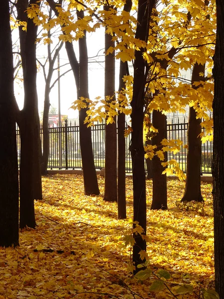 Ramas Arce Color Amarillo Brillante Otoño Luz Del Sol Sombra —  Fotos de Stock