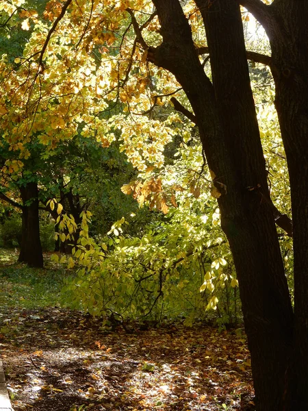 oak, autumn oak foliage against the sky, selective focus. High quality photo