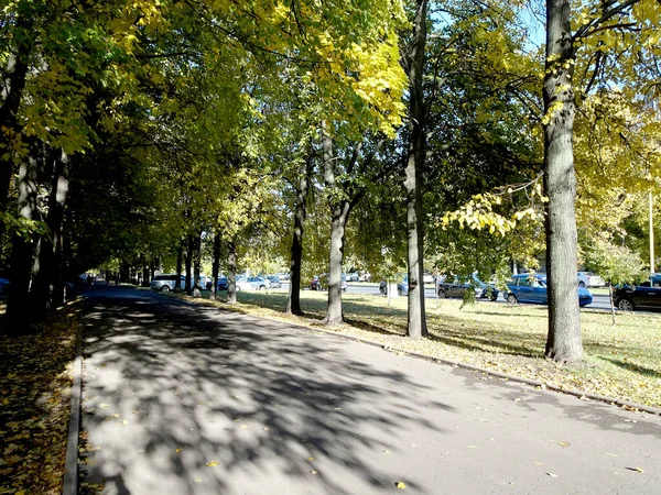 倒木と黄色の木冠が立ち並ぶ秋の公園の路地を中心にセレクト 高品質の写真 — ストック写真