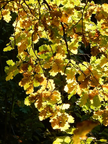 Oak Autumn Oak Foliage Sky Selective Focus High Quality Photo — Stock Photo, Image