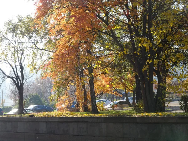 Ярко Красные Желтые Осенние Рябины Листья Фоне Неба Лесной Осенний — стоковое фото