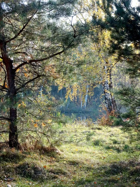 Jezioro Odbiciami Wśród Jesiennych Drzew Wybiórcze Skupienie Wysokiej Jakości Zdjęcie — Zdjęcie stockowe