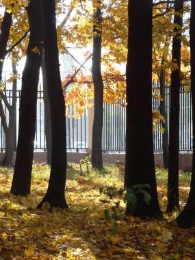 Akçaağaç 'ın parlak sarı sonbahar dalları güneş ışığında ve gölgesi parkın bulanık zemininde ve dökme demir çitlerde. Yüksek kalite fotoğraf