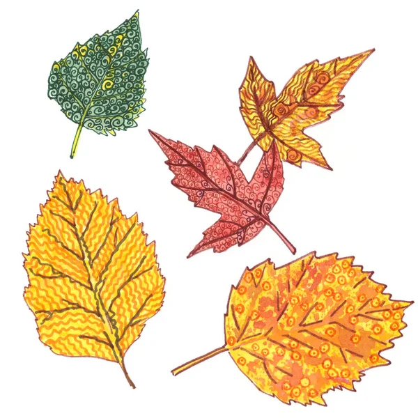 Набор Декоративных Осенних Листьев Белом Фоне Графический Цветовой Узор Высокое — стоковое фото