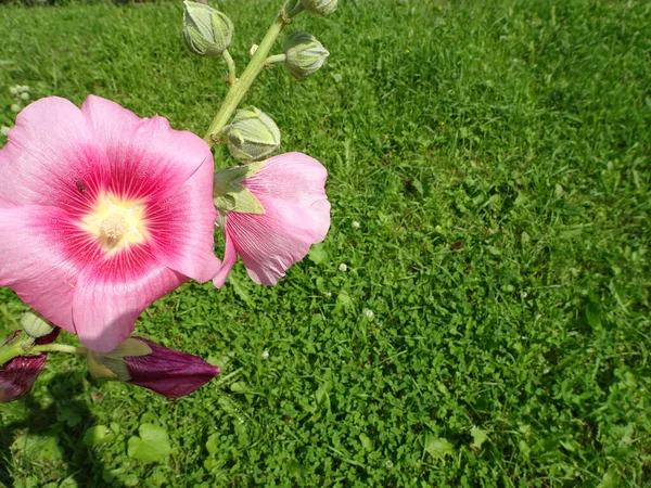 Fleurs Roses Malva Sur Fond Vert Flou Photo Haute Qualité — Photo