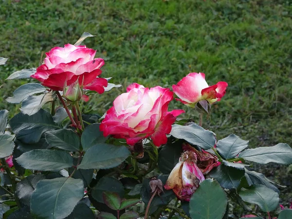 Rosas Jardín Color Rosa Blanco Sobre Fondo Verde Oscuro Enfoque — Foto de Stock