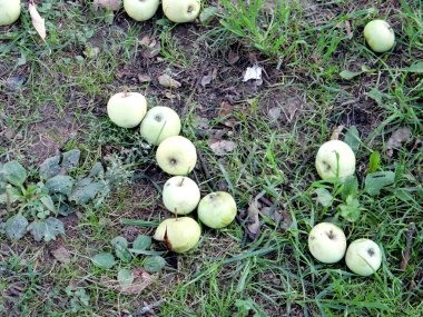 Yeşil çimlere düşen sonbahar elmaları, seçici odaklanma. Yüksek kalite fotoğraf