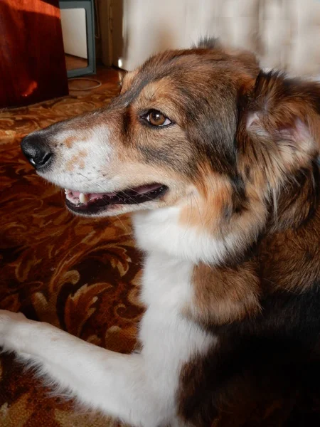 Breedless Dog Orange Eyes Selective Focus High Quality Photo — Stock Photo, Image