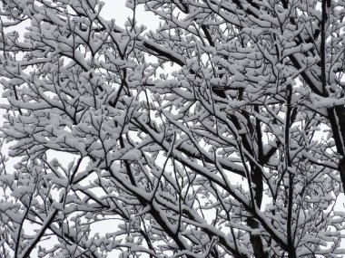 Kar yağışı sonrası karla kaplanmış çalı, seçici bir odak
