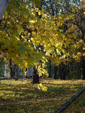 Sonbahar parkının bulanık arka planında, sonbahar ağacındaki sarı parlak kireç yaprakları.