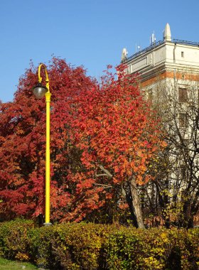 Parlak kırmızı sonbahar Rowan şehir manzarasında ve sarı sokak lambası, seçici odak