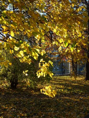 Sonbahar parkının bulanık arka planında, sonbahar ağacındaki sarı parlak kireç yaprakları.