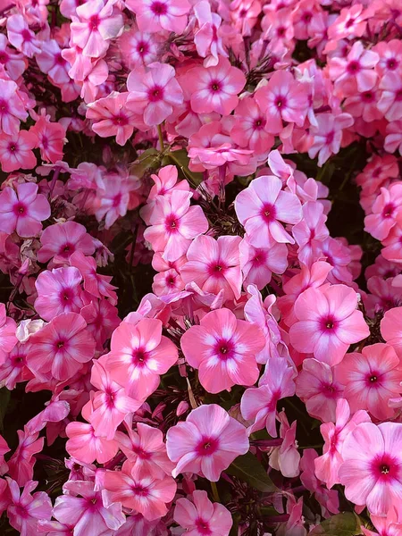 Квітковий Фон Рожеві Яскраві Плоти Вибірковий Фокус Високоякісна Фотографія — стокове фото