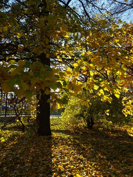 Желтая Яркая Липа Осеннем Дереве Размытом Фоне Осеннего Парка Высокое — стоковое фото