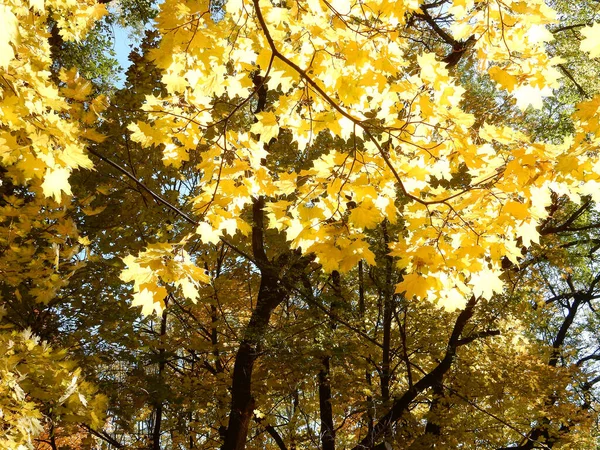 Hojas Arce Amarillo Otoño Contra Cielo Parque Otoño Enfoque Selectivo —  Fotos de Stock