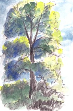 Güneşin aydınlattığı yaprak döken ağaç, suluboya çizimler. Yüksek kaliteli illüstrasyon