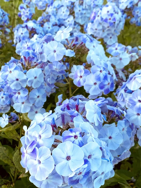 Blommig Bakgrund Blå Ljusa Floxes Selektiv Fokus Högkvalitativt Foto — Stockfoto