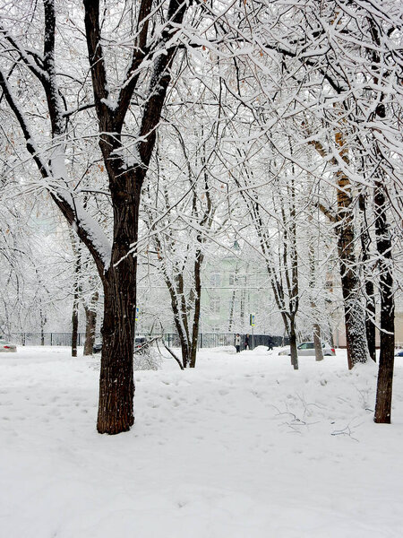 Snow-covered trees in the winter cityscape, selective focus. High quality photo