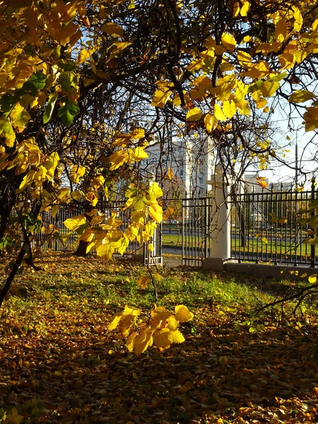 Желтая Яркая Липа Осеннем Дереве Размытом Фоне Осеннего Парка Высокое — стоковое фото