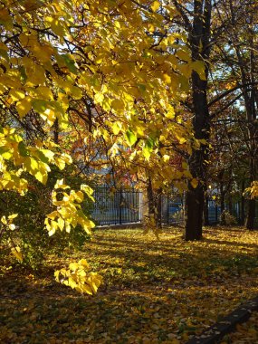 Sonbahar parkının bulanık arka planında, sonbahar ağacındaki sarı parlak kireç yaprakları. Yüksek kalite fotoğraf