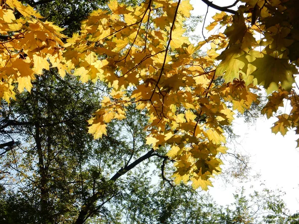 Autumn Yellow Maple Leaves Sky Autumn Park Selective Focus High — Stock Photo, Image