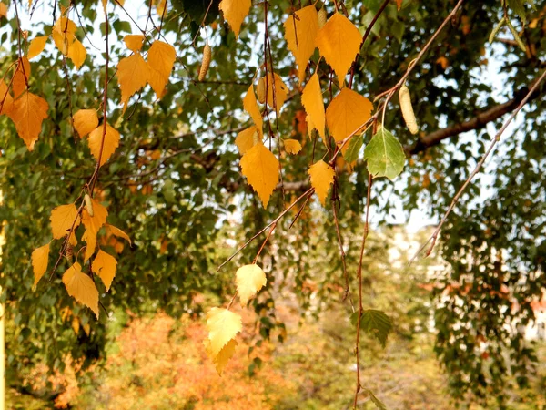 Jesienno Żółte Liście Brzozy Rozmytym Tle Jesiennego Parku Wysokiej Jakości — Zdjęcie stockowe