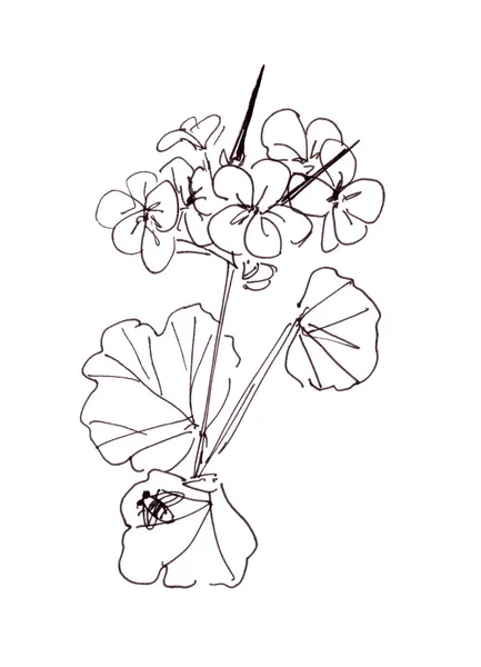 Pelargonium Desenho Gráfico Linear Preto Branco Sobre Fundo Branco Ilustração — Fotografia de Stock