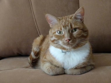 Kanepede dinlenen sarı gözlü kızıl kedi, seçici odaklanma. Yüksek kalite fotoğraf