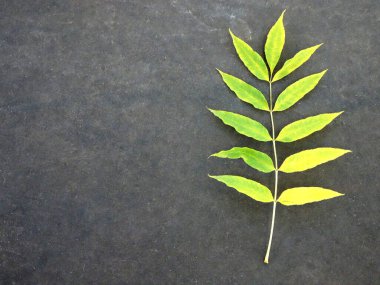 Gri desenli arka planda sonbahar sarı yaprağı, doğal arka plan, kopyalama alanı. Yüksek kalite fotoğraf