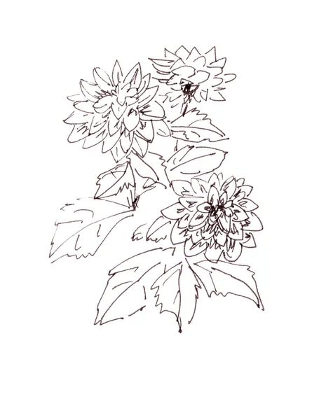 Dahlia Grafische Zwart Wit Tekening Witte Achtergrond Hoge Kwaliteit Illustratie — Stockfoto