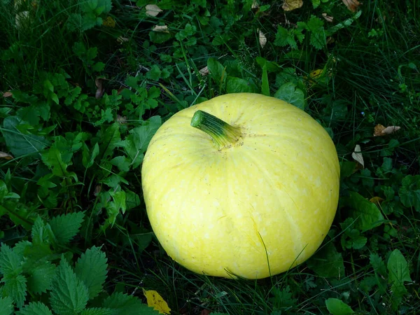 Žlutá Podzimní Zralá Dýně Trávě Díkůvzdání Halloween Kvalitní Fotografie — Stock fotografie