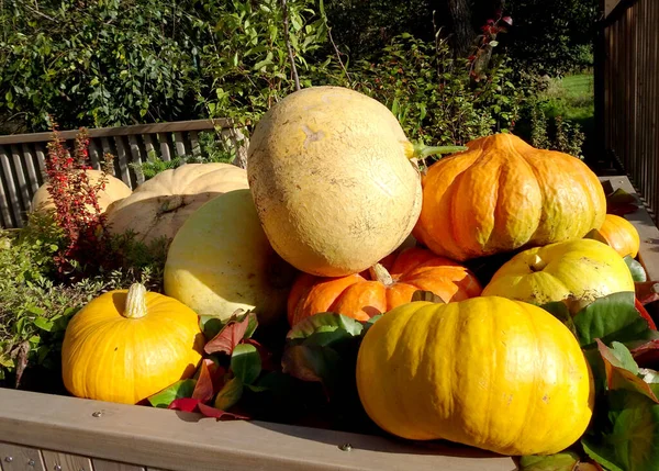 Colheita Abóboras Amarelas Laranja Para Ação Graças Halloween Foto Alta — Fotografia de Stock